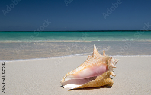 Conch at Anguilla Island, English Caribbean Island © forcdan