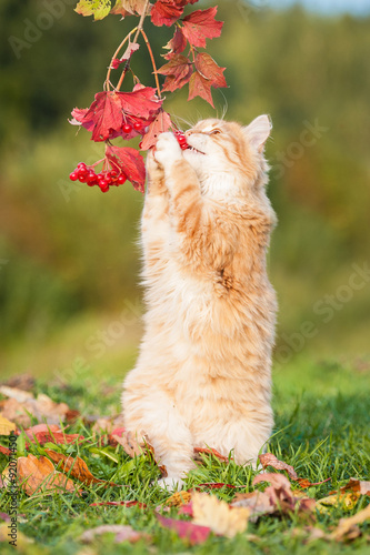 Little red cat playing with berries in autumn