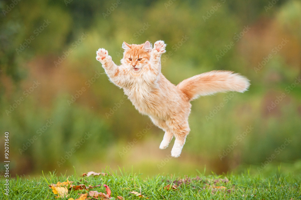 Naklejka Śmieszny czerwony kota latanie w powietrzu w jesieni