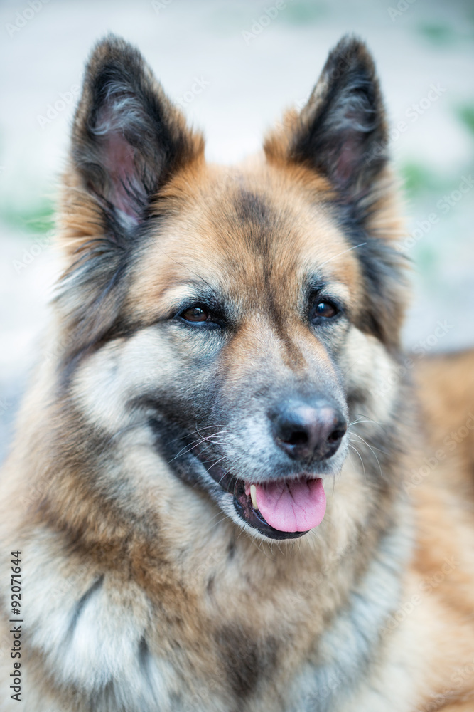 Schäferhund Husky Mischling Stock Photo | Adobe Stock