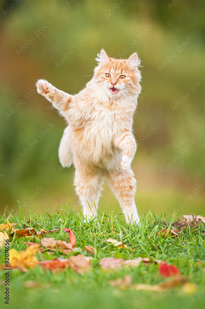 Naklejka Little funny cat playing outdoors in autumn