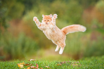 Keuken achterwand Kat Rode kat springt door herfstbladeren  © Rita Kochmarjova