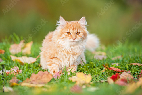 Little cat sitting in the leaves in autumn