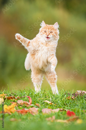 Little funny cat playing outdoors in autumn