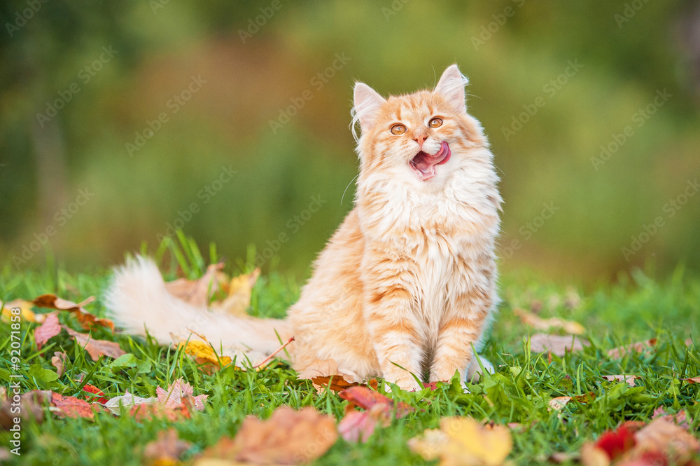 Naklejka premium Little funny cat sitting outdoors in autumn