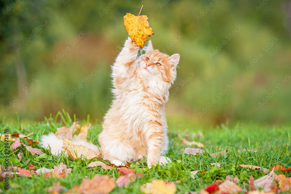 Obraz premium Little tabby cat catching falling leaves in autumn