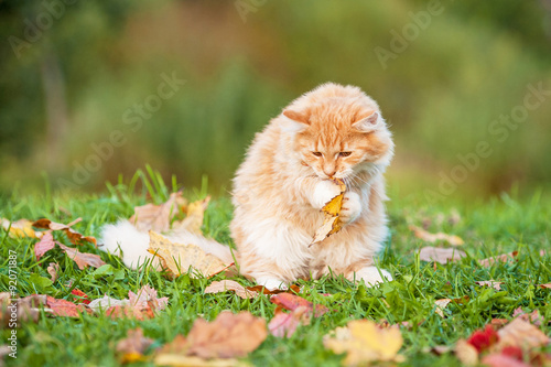 Little red kitten playing with a leaf in autumn
