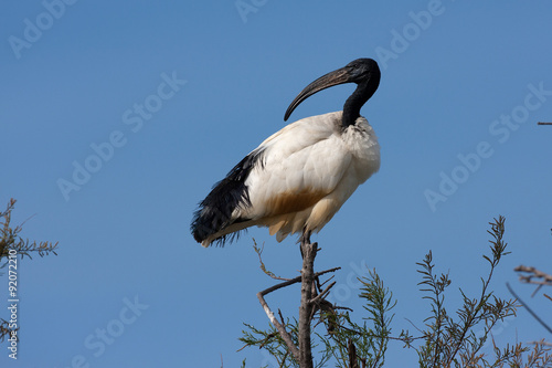  African sacred ibis, Threskiornis aethiopicus photo