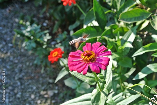 Бабочка бражник собирает нектар с цветка цинии.