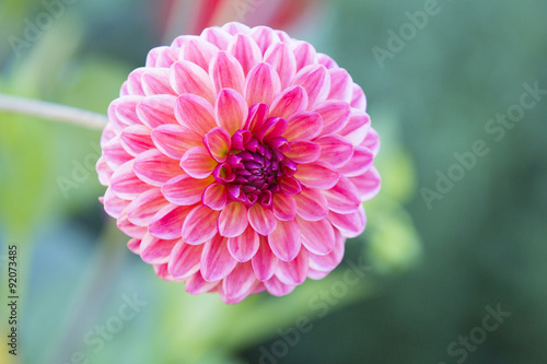 Pink Flower