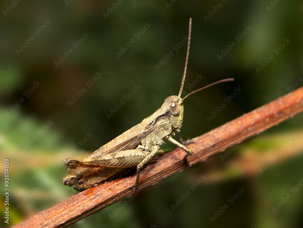 Grasshopper Grasshopper