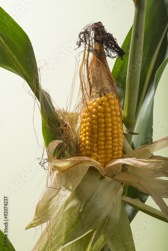 Mais. Lebensmittel und Futterpflanze, sowie Ausgangspunkt für Biokunststoffe.