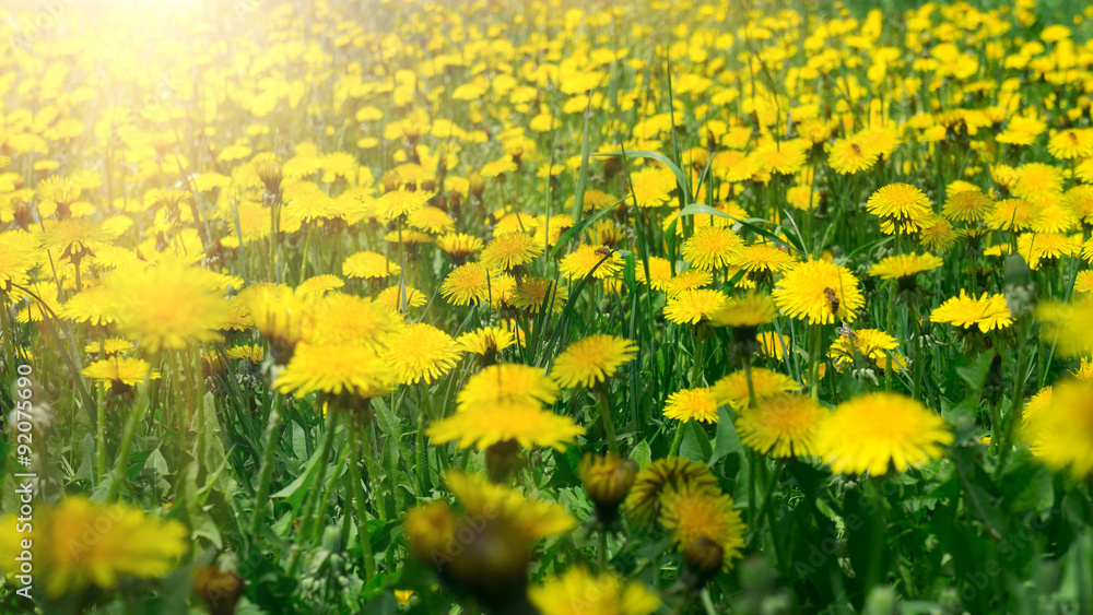 Meadow with dandelions.