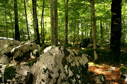 Biogradska Gora National Park, Montenegro. Autumn forest