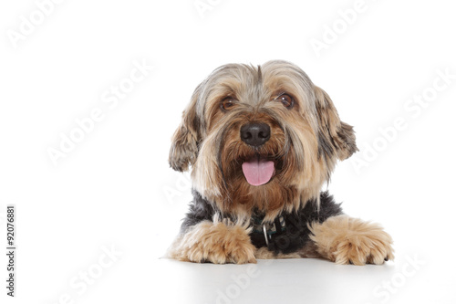 chien Yorkshire pattes sur table photo