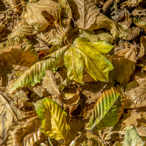 autumn yellow  leaves dry