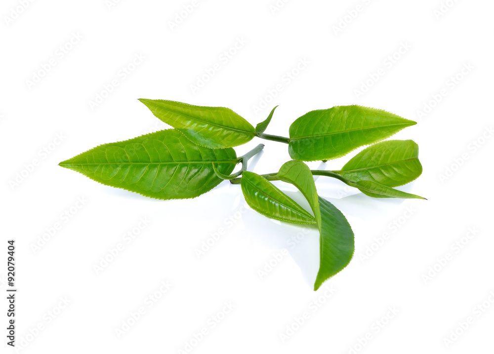Obraz premium tea leaf isolated on white background