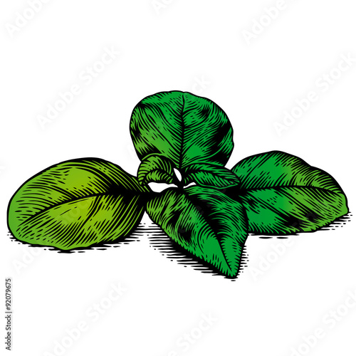 Basil