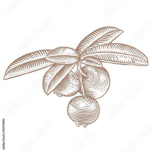 Branch of cowberry