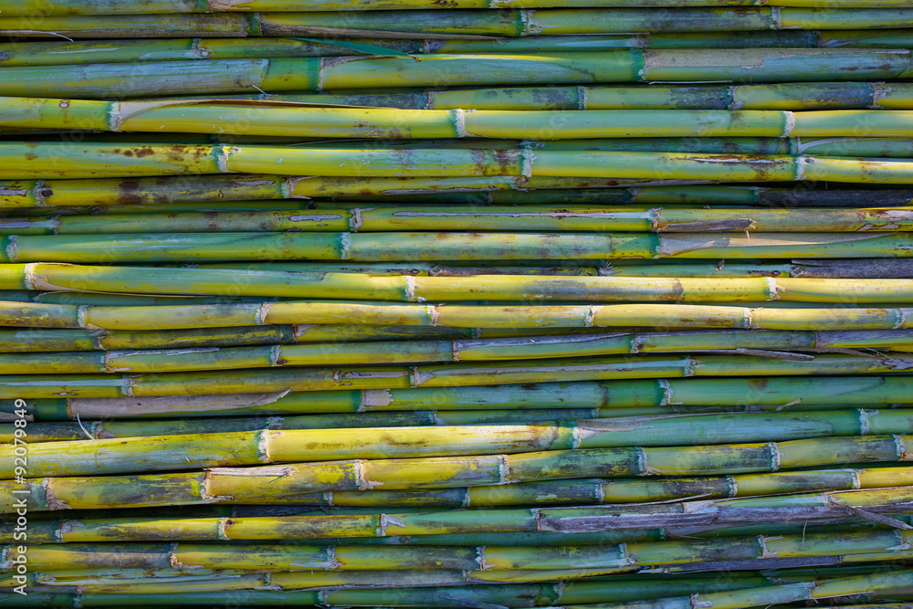 River green cane harvest texture pattern background River green cane harvest texture pattern background