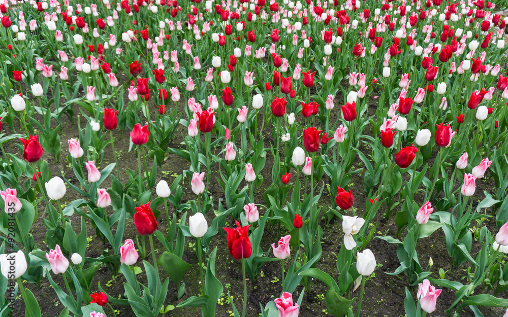 Fototapeta premium colourful tulips flowers season garden