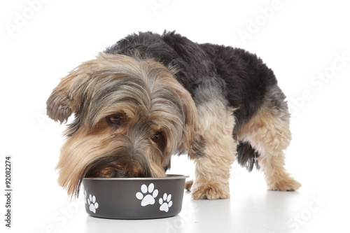 Fotografia chien yorkshire mangeant