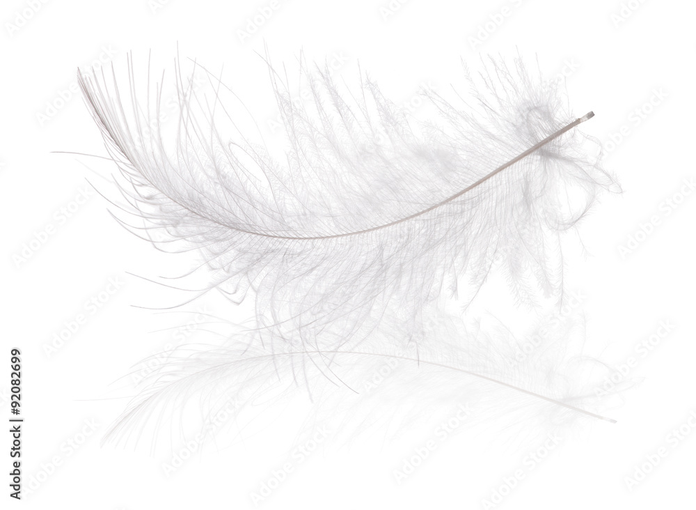 light gray curved feather with reflection