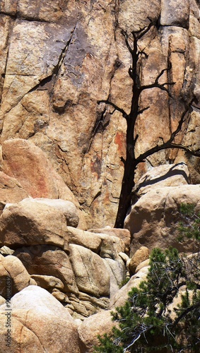 Vertrockneter Baum vor einem Felsen im Joshua Tree National Park