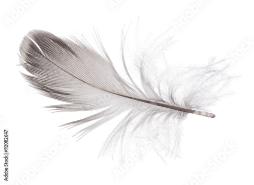 small gray parrot feather on white background