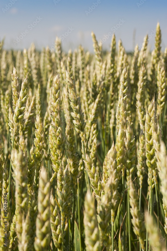 Obraz premium Wheat field closeup