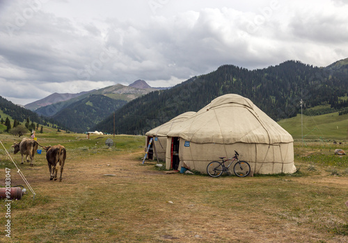 Yurt in Central Asian Veld Traditional Mongol Nomad Housing assembled on Green Meadow among High Mountain Hills in Kyrgyzstan and a Bicycle lean on it and Cows passing by