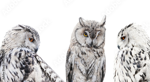 set of isolated black and white owls