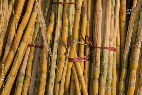 ASIA MYANMAR MYINGYAN AGRACULTURE SUGARCANE