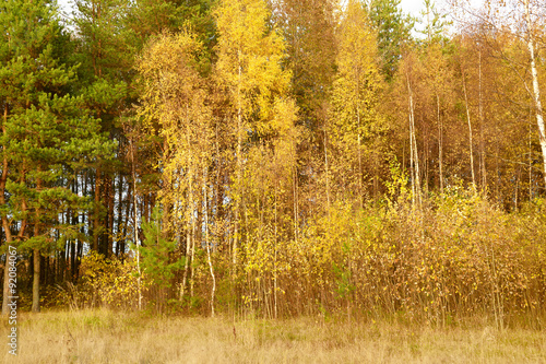 Golden autumn. On edge of autumn forest.