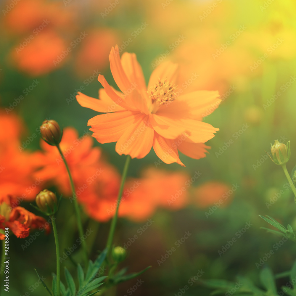 flower flower