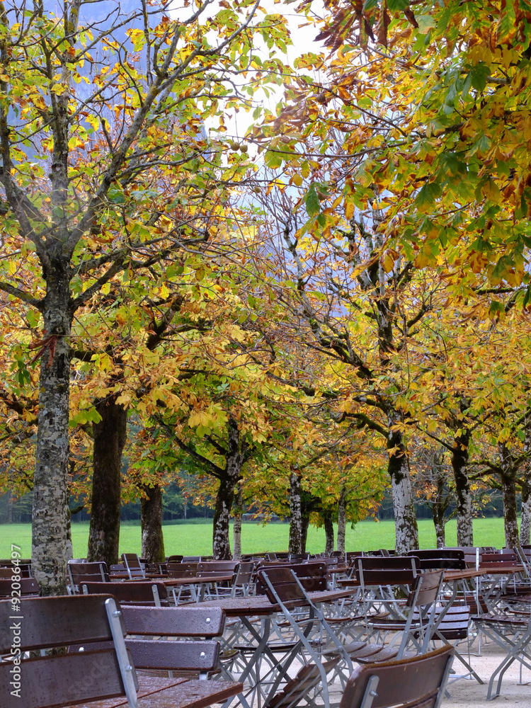 Seats in the group of yellow tree