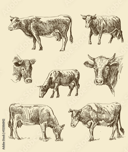 cows hand draw sketch