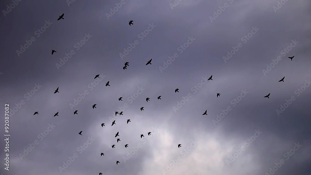 Bandada de pájaros Bandada de pájaros