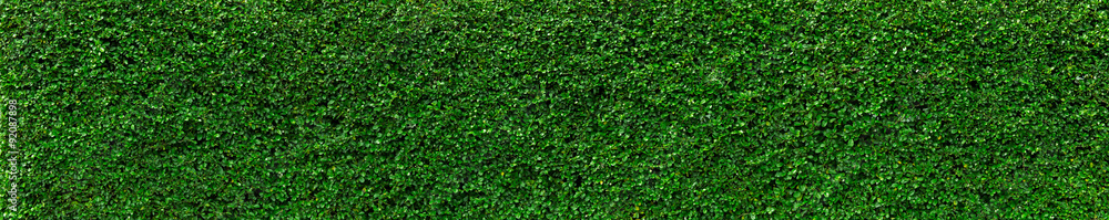 Natural Green leaves wall background, No pattern - obrazy, fototapety, plakaty 
