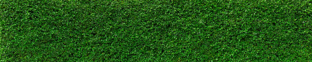 Natural Green leaves wall background, No pattern