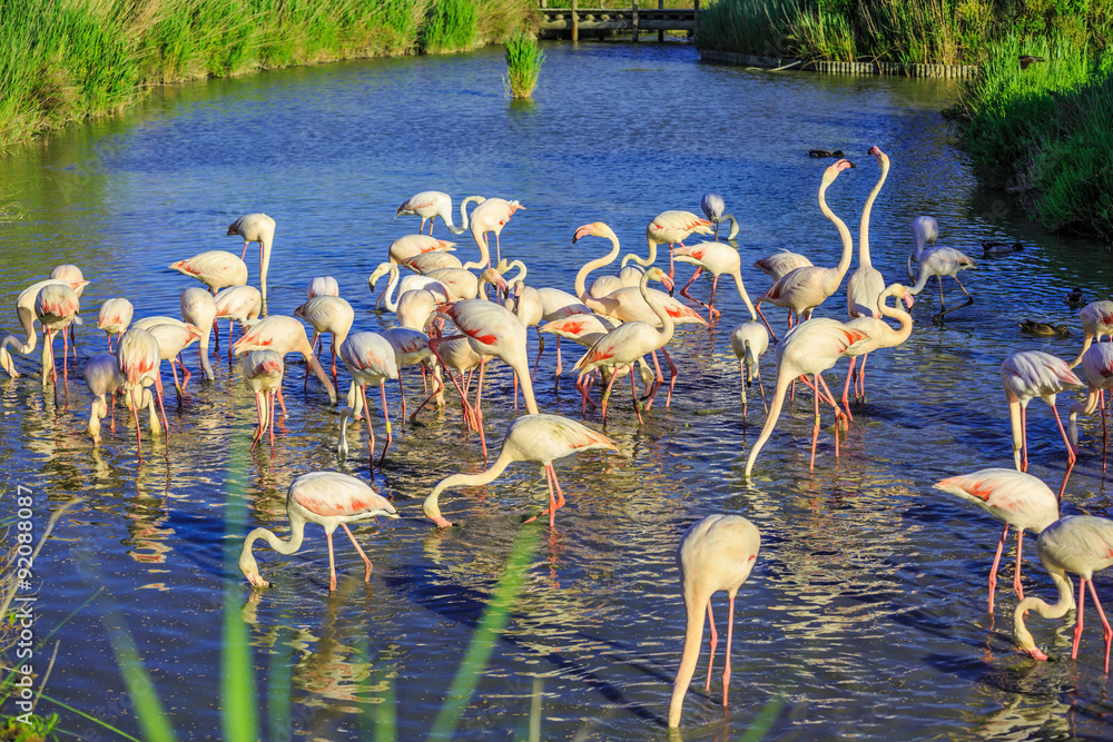 Obraz premium Pack of pink charming flamingos