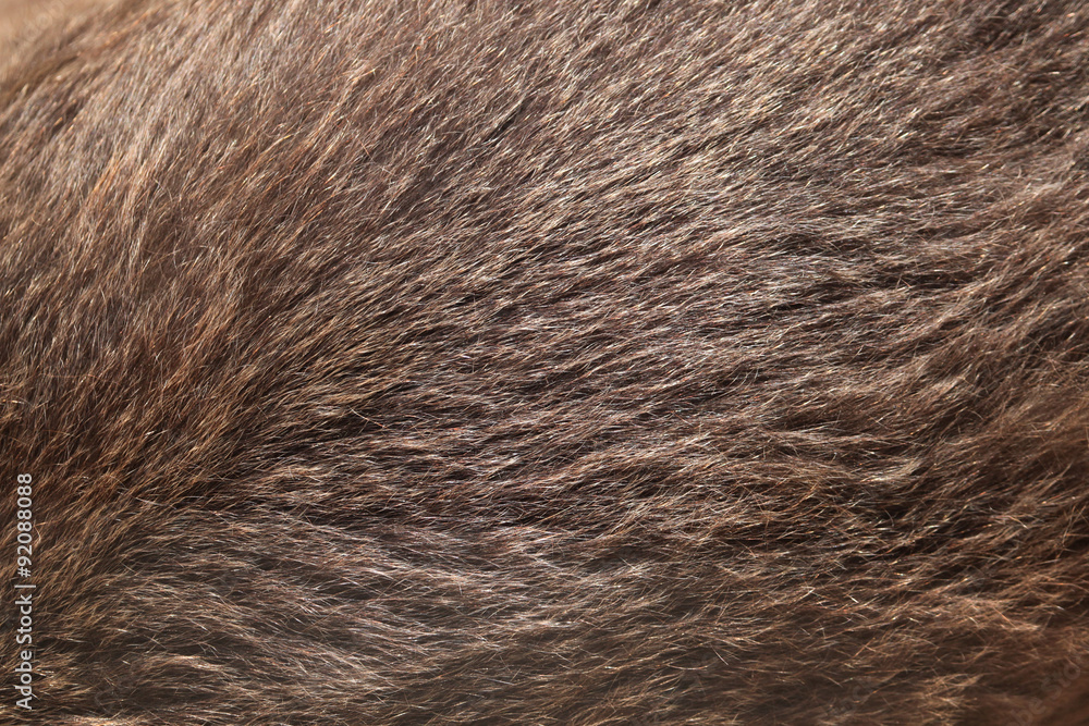 Obraz premium Tekstura futra niedźwiedzia brunatnego (Ursus arctos).