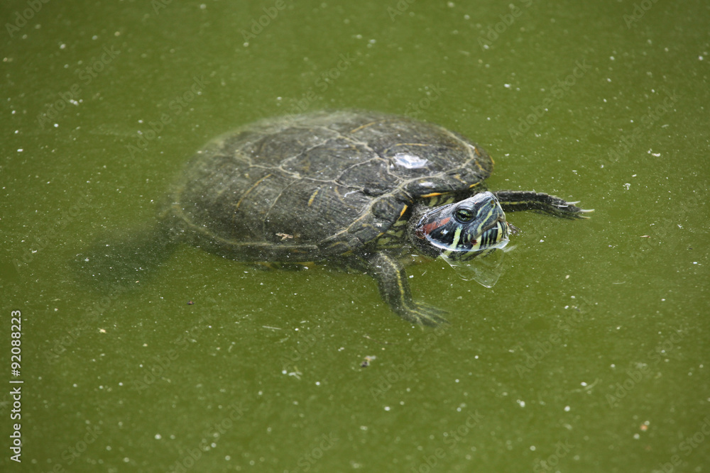 Obraz premium Red-eared slider (Trachemys scripta elegans).