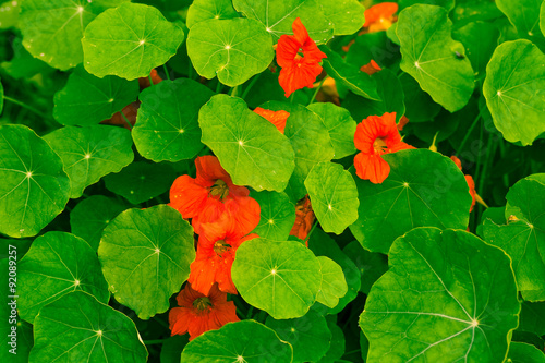 Orange garden flowers with many leaves in the garden. Toned