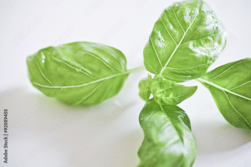 Obraz premium Basil