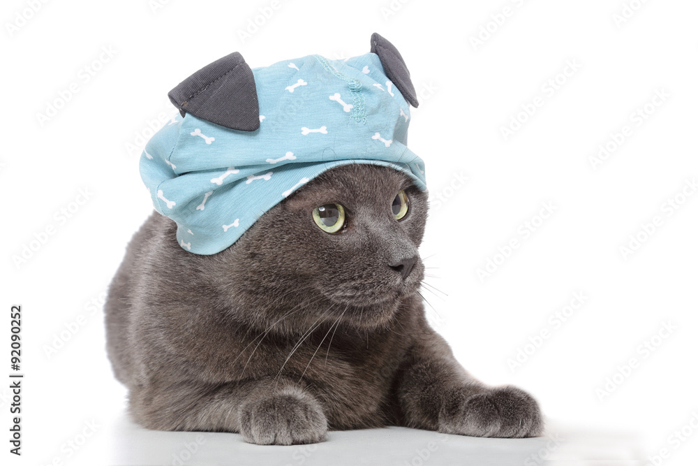 chat gris avec chapeau humoristique Stock Photo | Adobe Stock