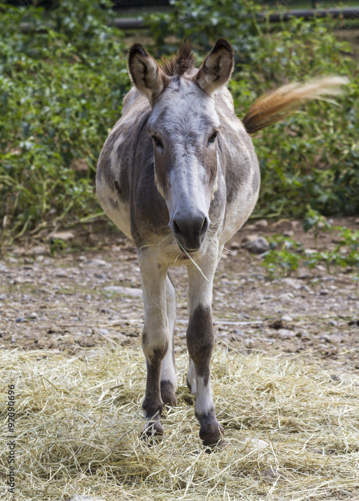 Fototapeta premium donkey on the farm