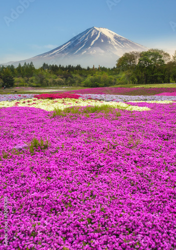 Fototapeta Naklejka Na Ścianę i Meble -  Beautiful mount Fuji with colorful of flowers