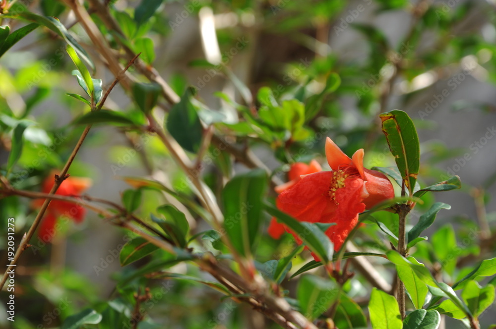 Wild pomegranate Wild pomegranate