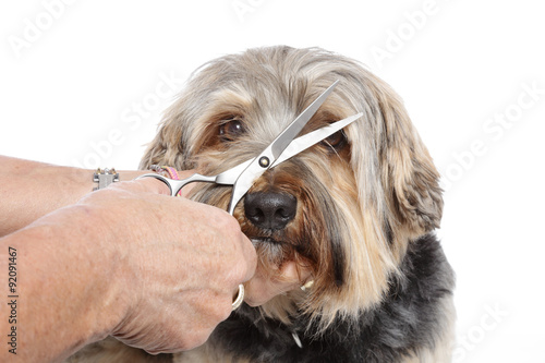 Photography senior toilettant son chien Yorkshire